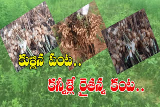 peanut crop lost in kadapa district due to heavy rains