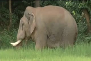 elephant-terror-in-rajpur-forest-range-in-balrampur