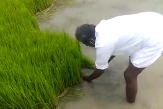 Member of Parliament Selvaraj who went down to the agri field