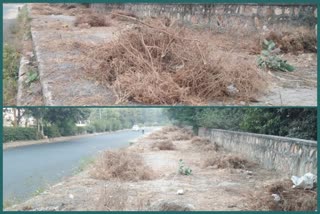 Bushes on the streets of dwarka