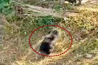 सवाईमाधोपुर में भालू, Bear in Sawaimadhopur, गांव में घुसा भालू