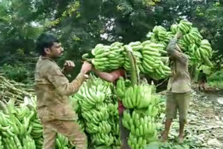 crisis on banana farmers in nanded