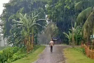 Rainfall down in Morigaon