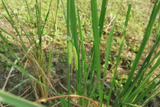 Paddy Field Destroyed