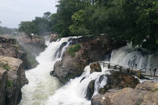 waterfall increase in hogenakkal due to heavy rain