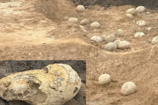 Dinosaur-Eggs-found-in-Perambalur-Tamil-Nadu