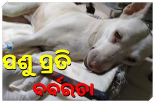 Gang rape on Stray dog in pawai mumbai