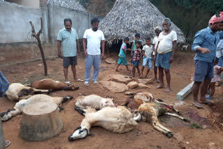 sheep died by dog bite