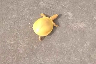 चाकसू में दिखा गोल्डन कछुआ, Golden tortoise in chaksu