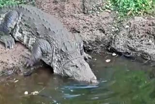 The crocodile at Ananthapura Lake Temple lies in front of the sanctum sanctorum