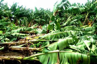 Bananas, cotton hit by rain