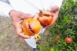 pomegranate fields