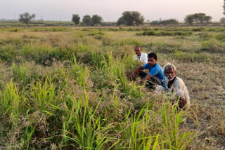 Low rainfall in Sheopur causes crop failure