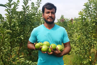 A young man who has grown guava fruit