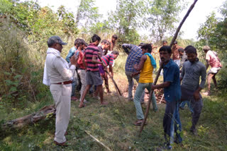 wild pigs fell into the well