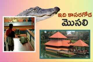 The crocodile at Ananthapura Lake Temple lies in front of the sanctum sanctorum