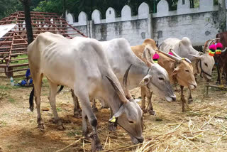 cattle exhibition in chitradurga