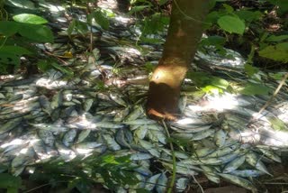 spoiled fish thrown roadside  കോട്ടയം  പഴകിയ മല്‍സ്യം തള്ളി  പൂഞ്ഞാര്‍- എരുമേലി ഹൈവേയില്‍  റോഡിലാണ് മല്‍സ്യം തള്ളിയത്