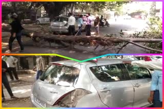 tree cast fell on car in vasant kunj