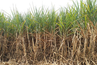 etv bharat impact Sugarcane bill Fixed belagavi