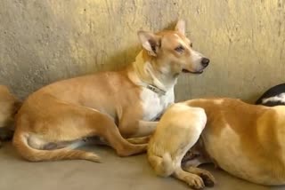 Dog sexually assaulted in Mumbai, FIR registered