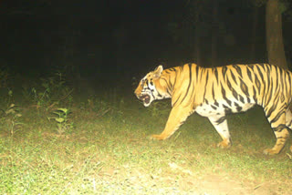 RT-1 tiger escapes from cage in chandrapur