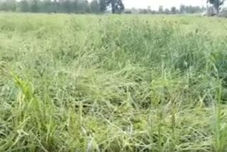 Heavy rain in Hoskote destroyed millet crop