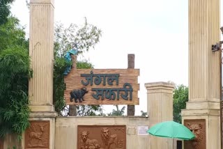 7-new-fences-inaugurated-in-jungle-safari-on-occasion-of-chhattisgarh-foundation-day