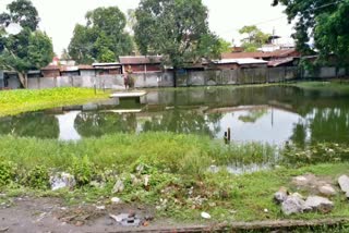 Lotus pond become dirty in morigaon assam etv bharat news