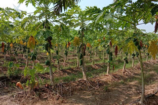Young farmers are becoming self sufficient by cultivating papaya