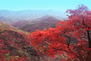 the most beautiful mountains and trees in china