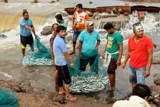 big crowd for catching fish in sangli krishna river