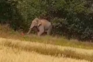 elephant in magarlod dhamtari