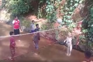 Caesar, the labrador smashes volleyball in Palakkad