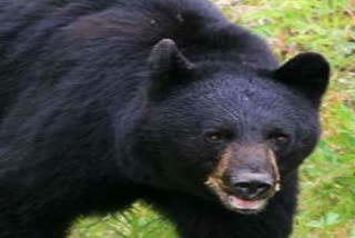 chamoli bear attack news