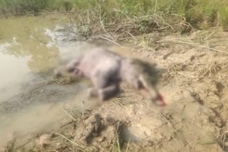 carcass of baby elephant found in kendai range of katghora in korba