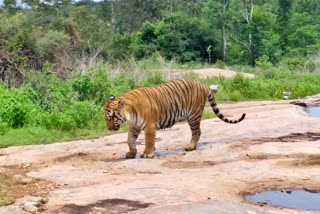 Dudhwa Reserve