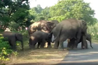 ବଢୁଛି ହାତୀ ଉପଦ୍ରବ:  କ୍ଷତିପୂରଣ ସମୁଦ୍ରକୁ ସଙ୍ଖେ