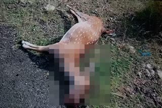 virudhunagar-deer-death