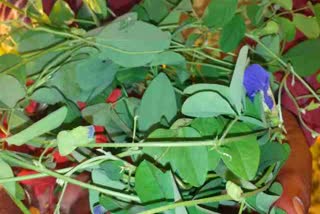 Aparajita puja on Vijayadashami in Jamtara