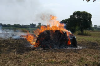 Fire in the soybean crop