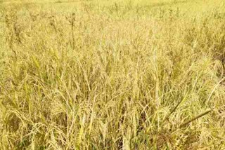 paddy cultivation in giridih