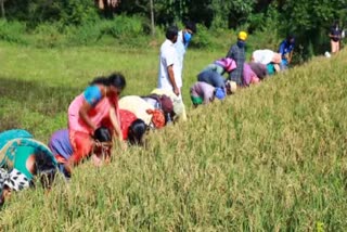 farming under subhiksha keralam programme  subhiksha keralam programme  kasargod news  കുടുംബശ്രീ വാര്‍ത്തകള്‍  കാസര്‍കോട് വാര്‍ത്തകള്‍  സുഭിക്ഷ കേരളം പദ്ധതി വാര്‍ത്തകള്‍