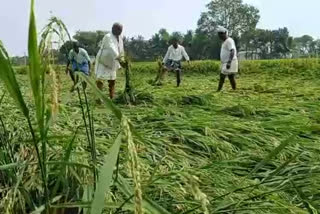 Paddy Crops Have Completely Destroyed
