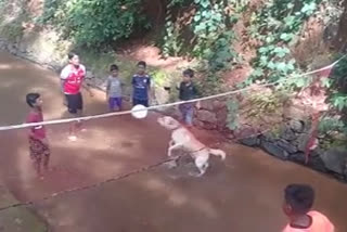 Caeser labrador playing volleyball