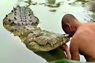 crocodile at Ananthapura Lake Temple