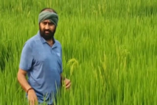 mla alla ramakrishna who bought fake seeds and lost crop