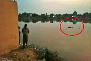 missing youth dead body found from hodal's pond in palwal