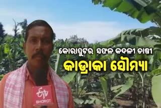 ଚାଷ ନଷ୍ଟ ହେବାପରେ କଷ୍ଟ କରି ଏବେ ପ୍ରଗତି ପଥରେ କଦଳୀ ଚାଷୀ ସୌମ୍ୟା