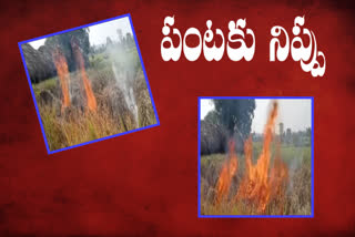 A farmer set fire to a rice crop after being infected by a mosquito